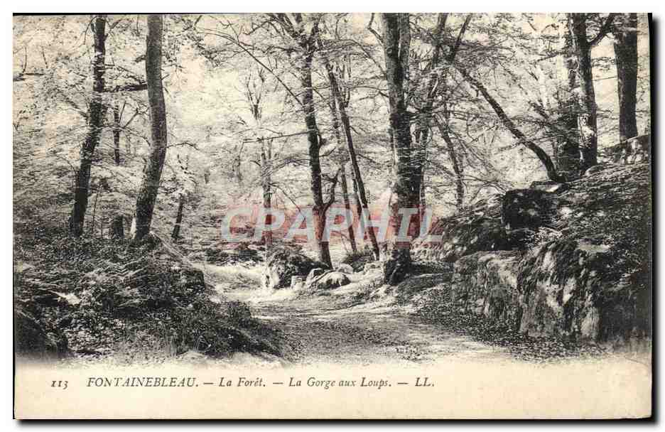 Fontainebleau — The Forest — The Wolf's Gorge — LL. — n°113