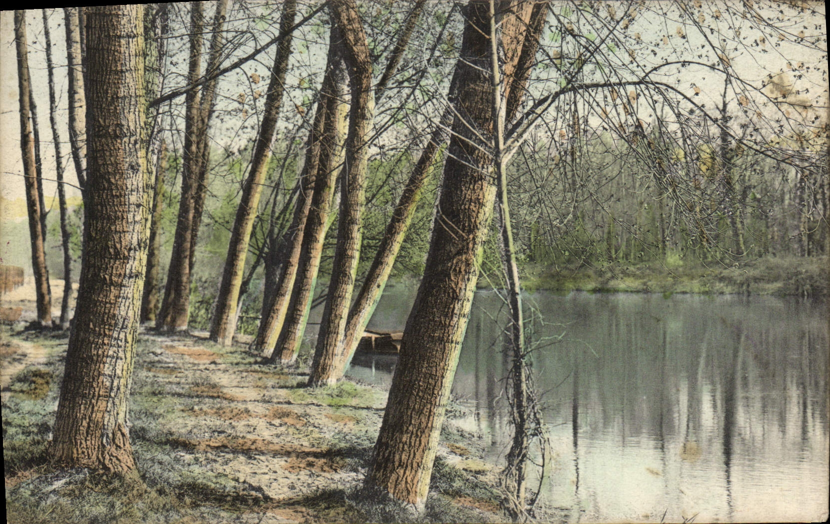 CPA Foret Arbres