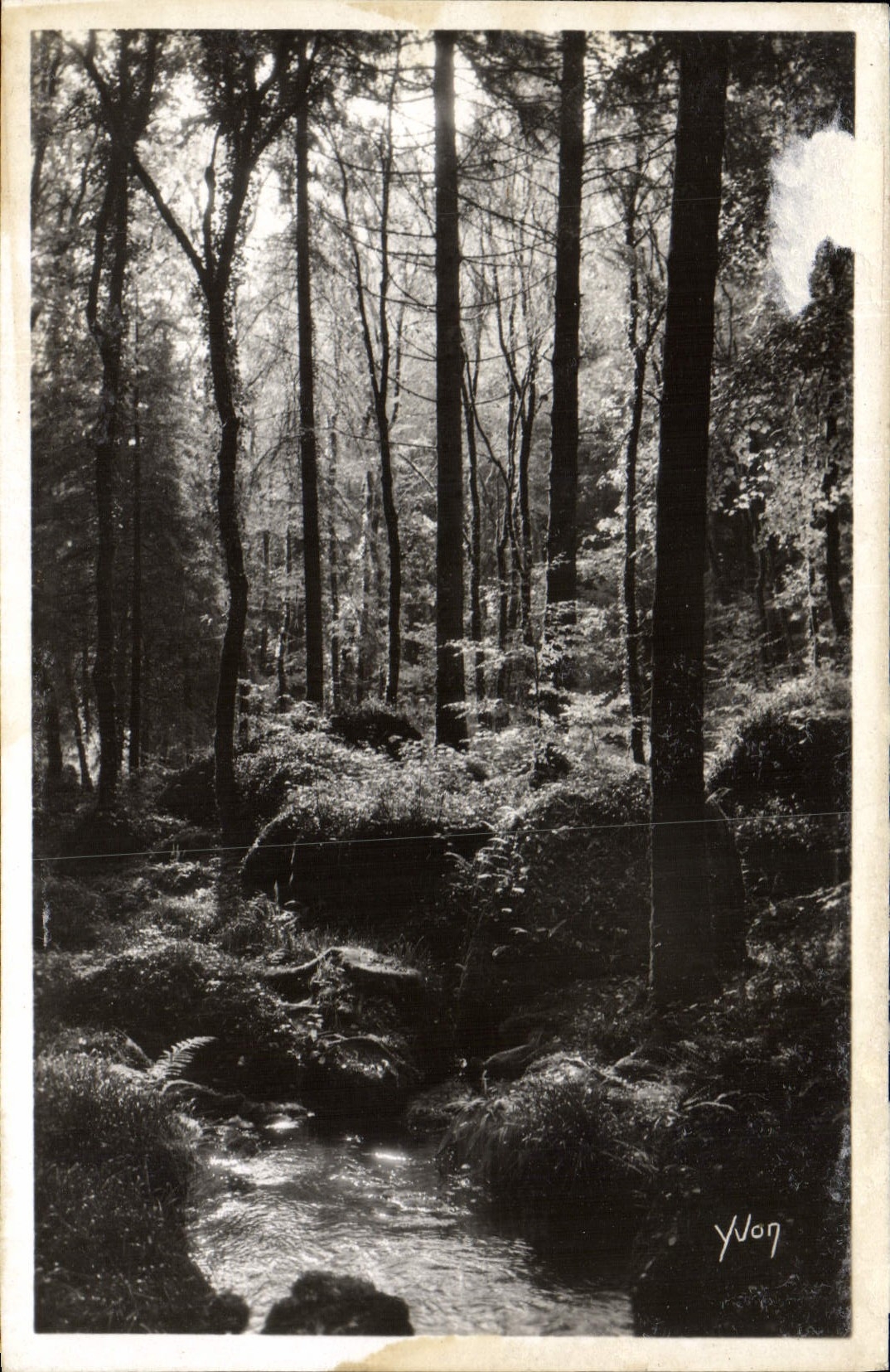 Forêt près de la mare aux sangliers — Huelgoat — Yvon