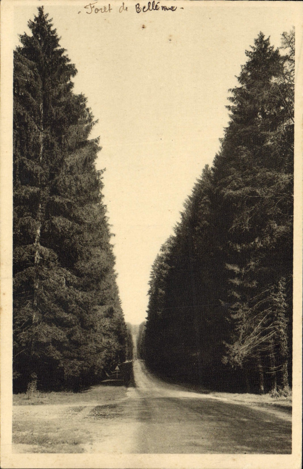 CPA Foret De Belleme Une magnifique allee forestiere la route de Mortagne a Belleme 
