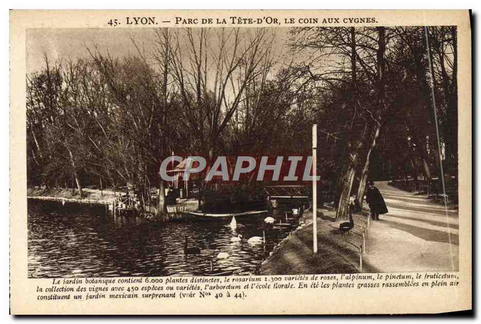 LYON — Parc de la Tête-d'Or, le coin aux cygnes — X. Goutagny, édit., 36, Victor-Hugo, Lyon.