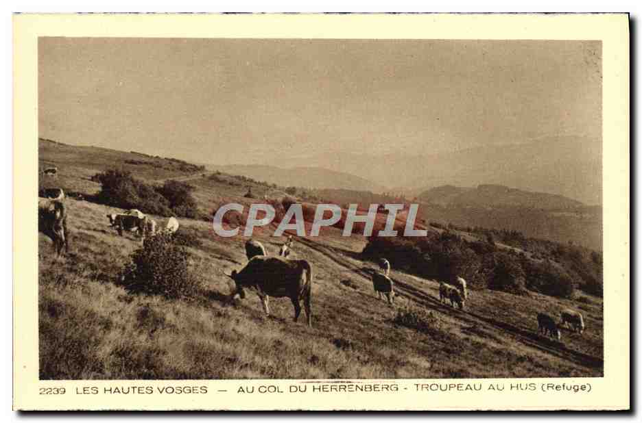 Les Hautes Vosges — Au col du Herrenberg — Troupeau au Hus (Refuge)