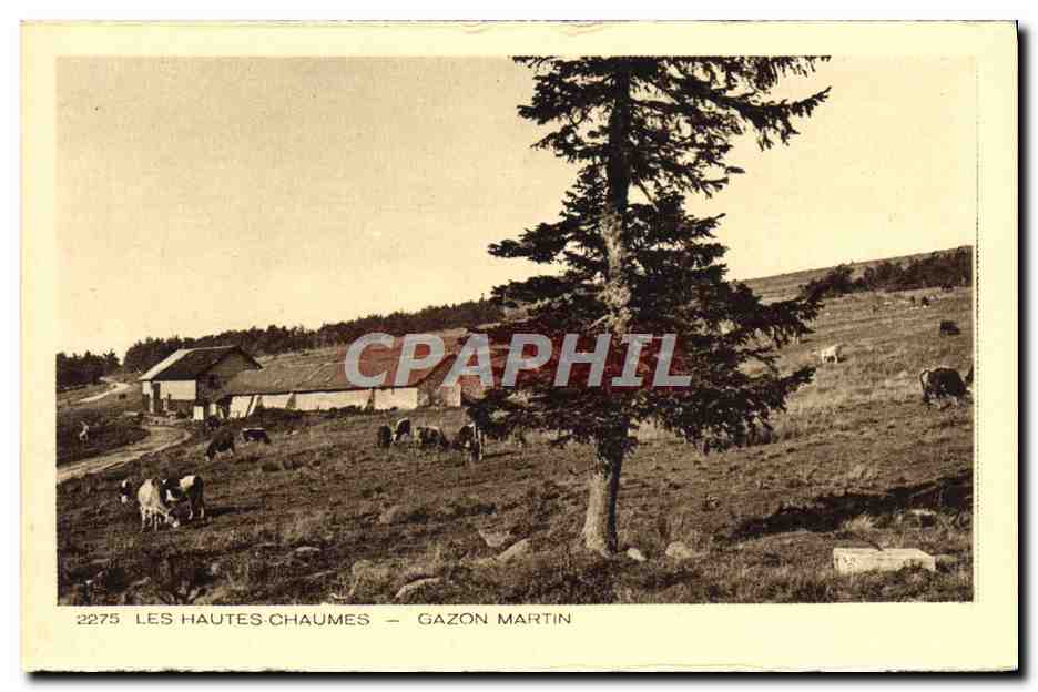 CPA Les Hautes Chaumes Gazon Martin 