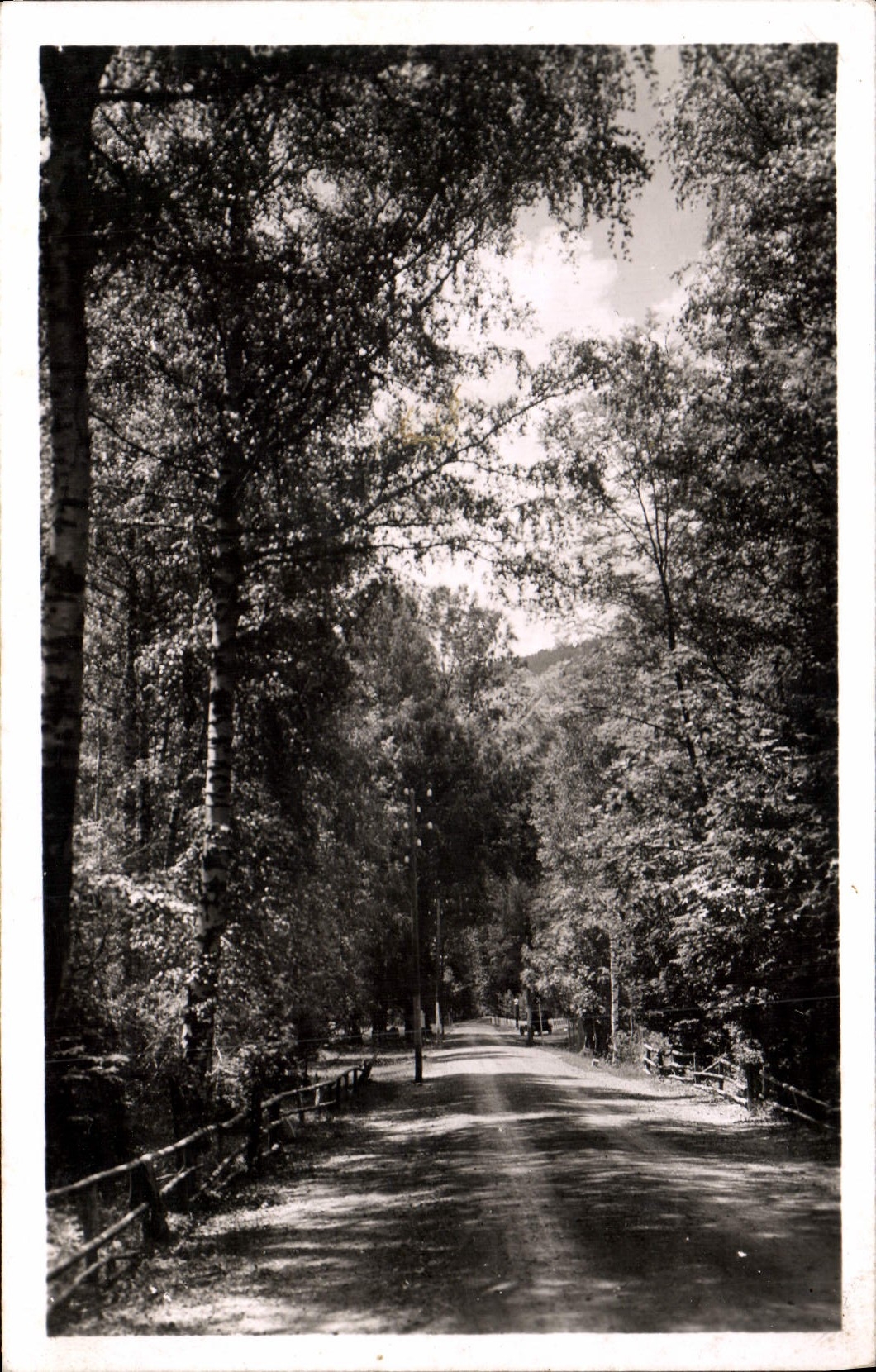 CPA Beauvezer La Route a Travers le Bois