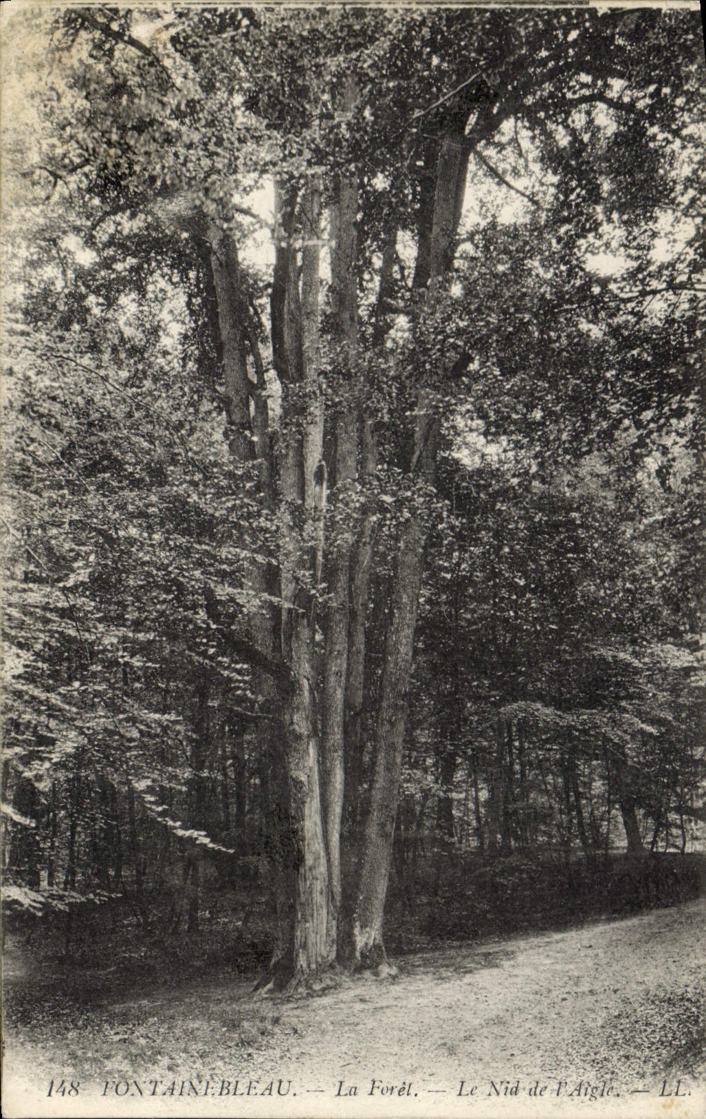 Fontainebleau — Die Forêt — Das Nest des Adlers — LL. 148