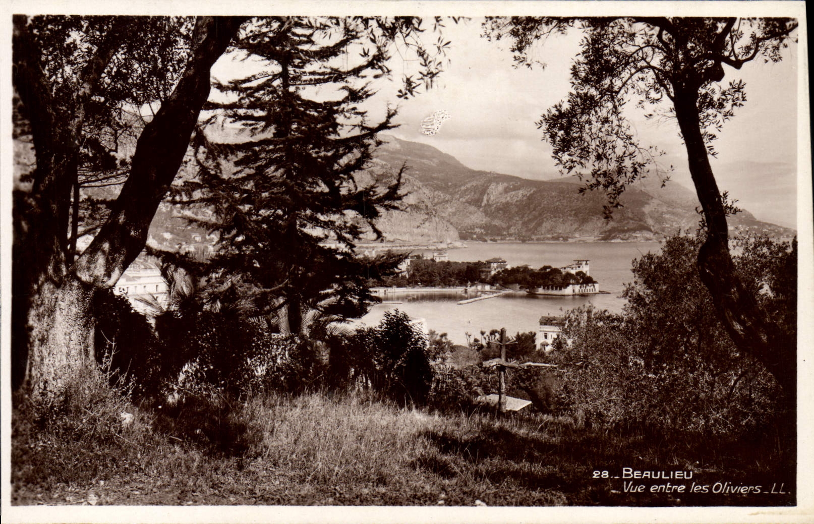 CPA Beaulieu Sur Mer Vue entre les oliviers