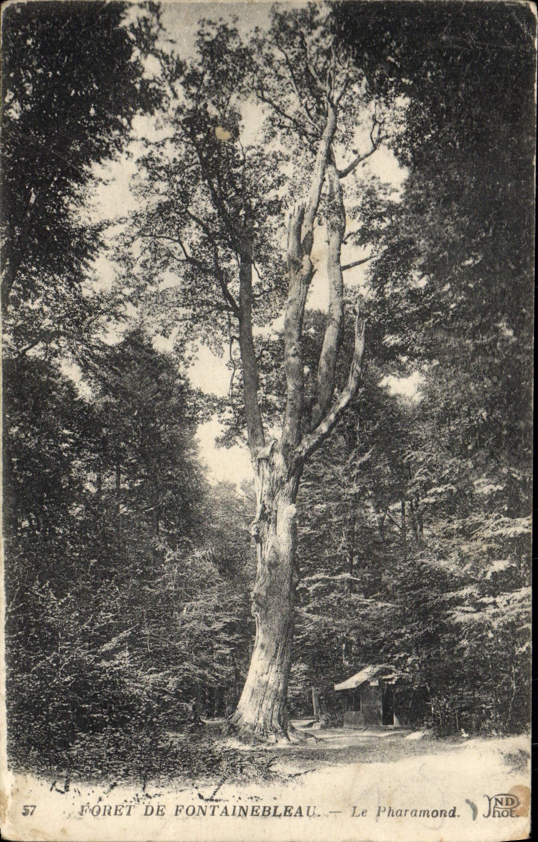 Wald von Fontainebleau — Le Pharamond — NDH Phot. - Vorderseite