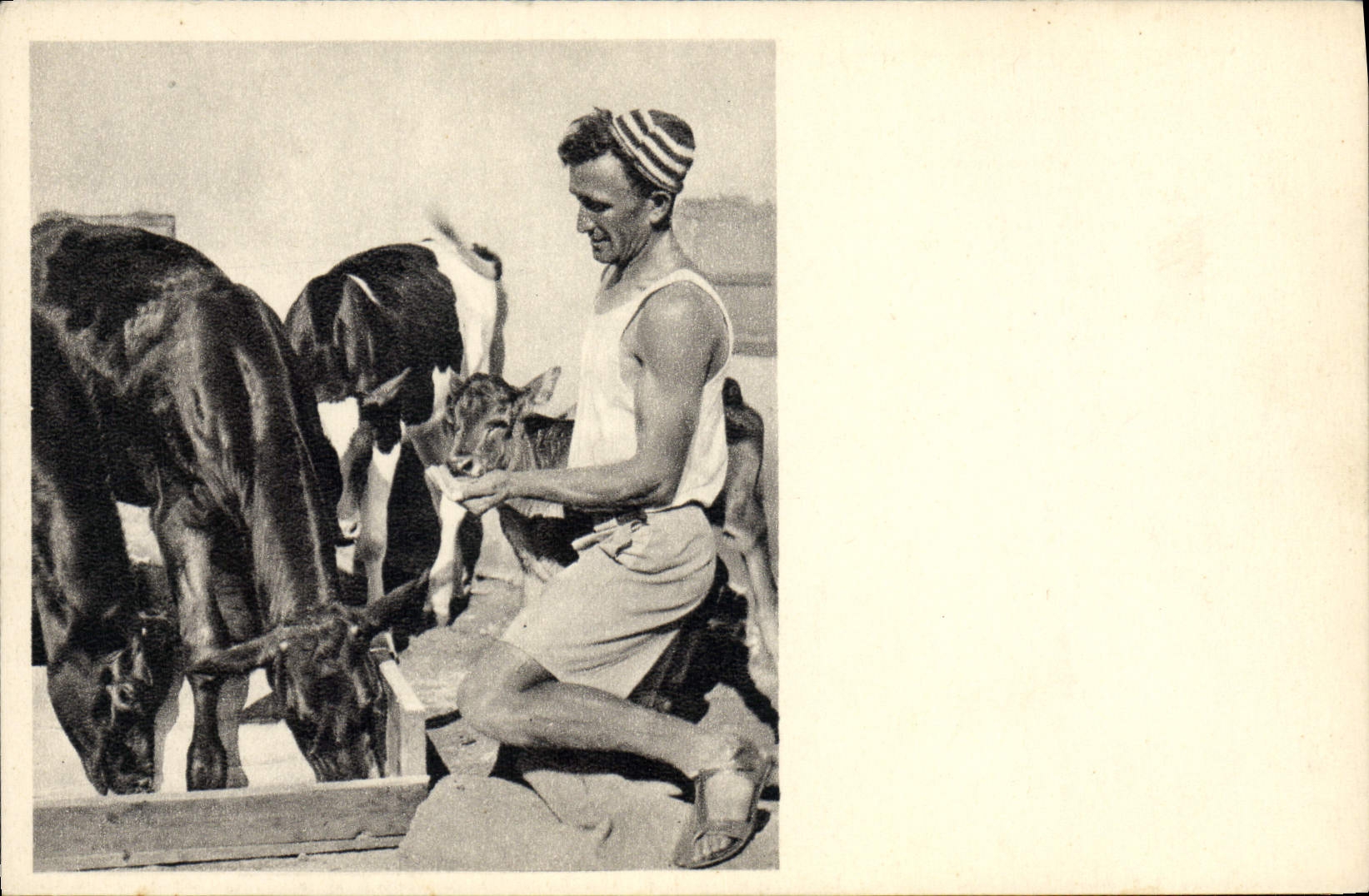 CPM Judaica Juif Israel A Kvutzah Idyll Vaches Veaux