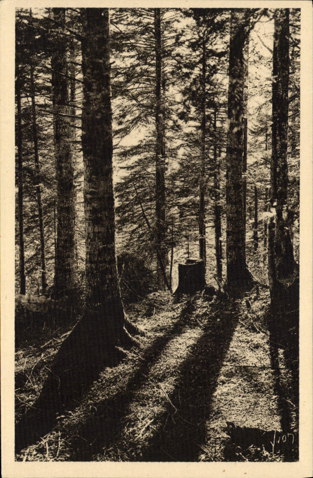 Wald der Pyrenäen — Bagnères-de-Bigorre — Éditions d'Art Yvon