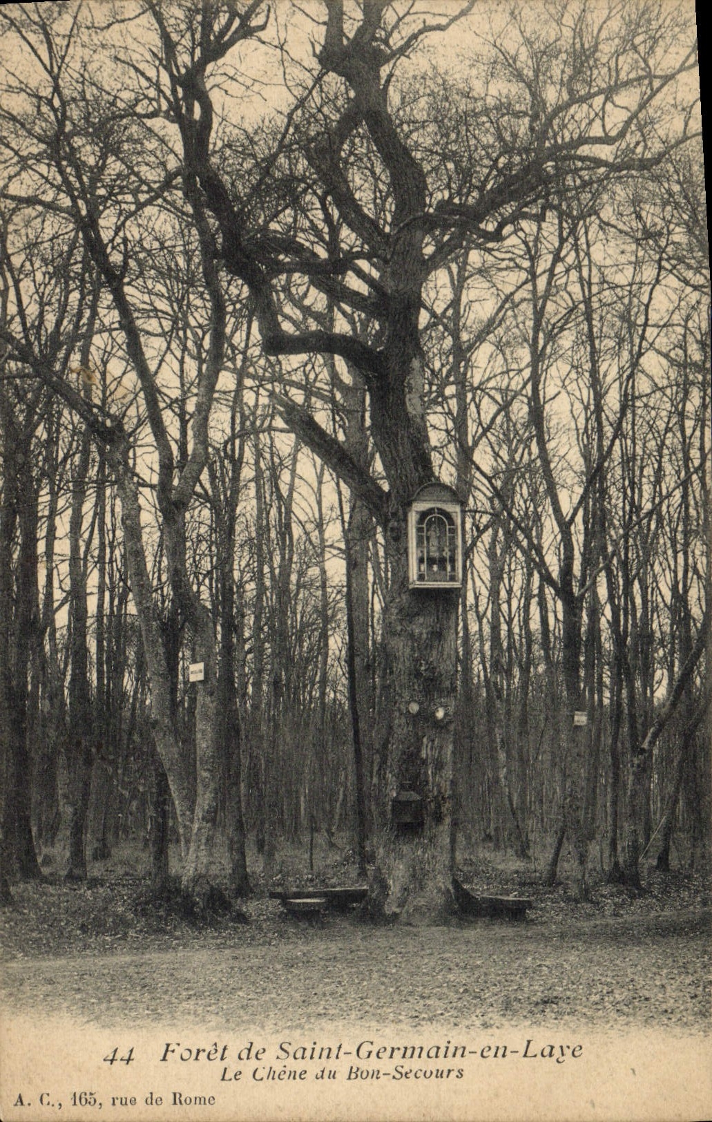 Forêt de Saint-Germain-en-Laye — Le Chêne du Bon-Secours — A.C., 165, rue de Rome