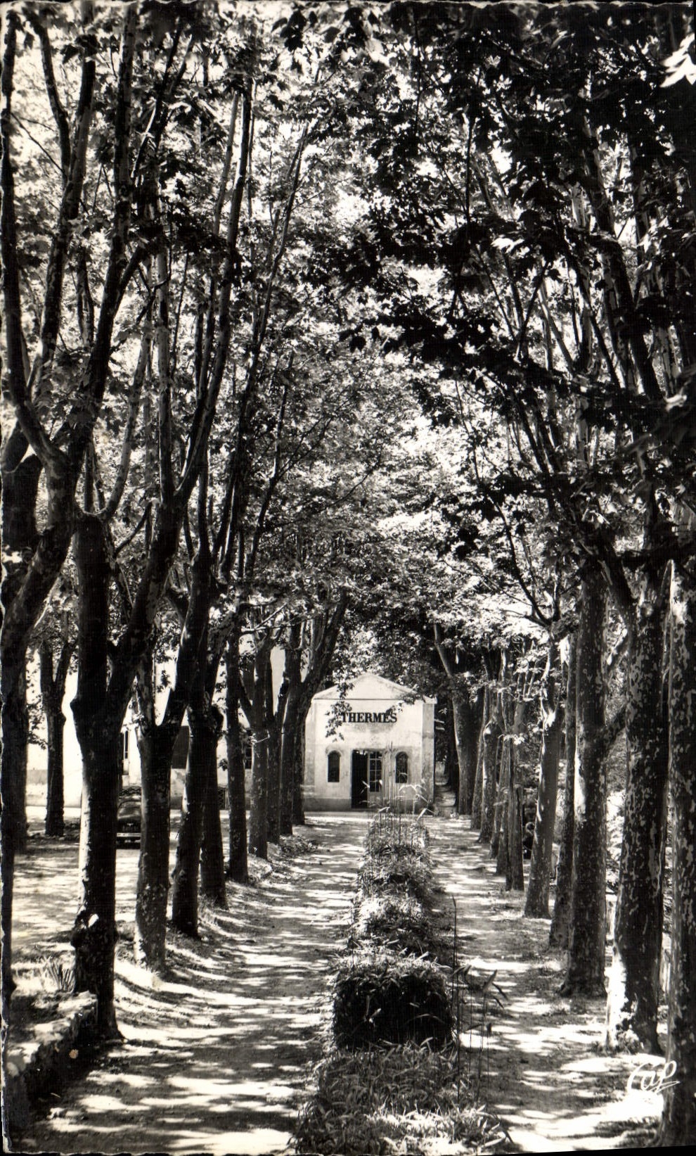 CPA Greoux Les Bains L'allee des thermes