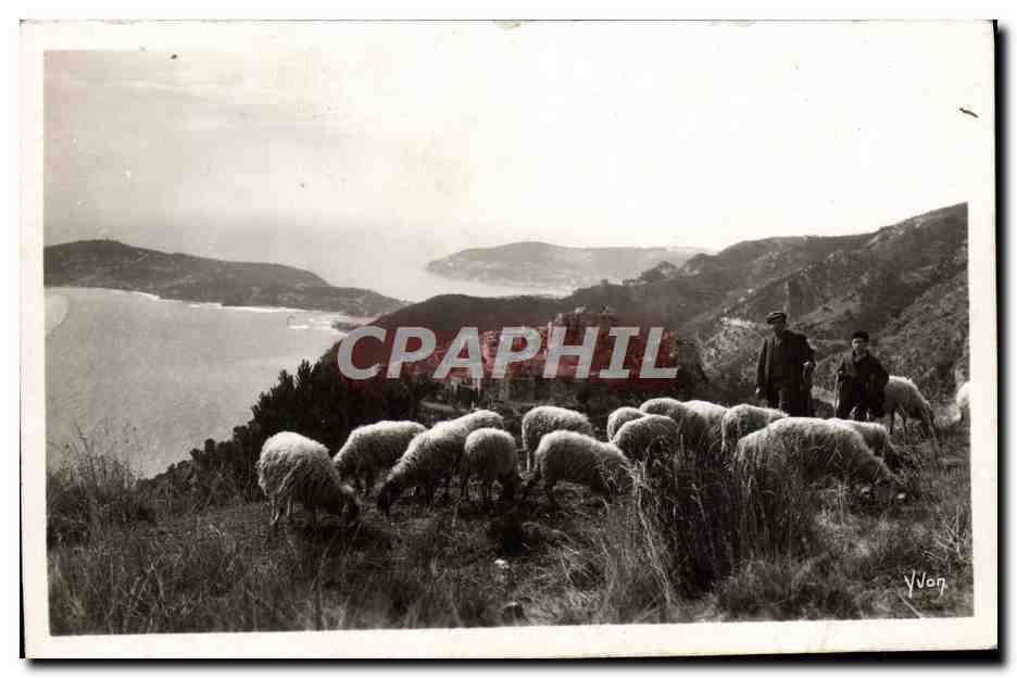 CPM La Douce France Cote D'Azur Paturage sur la grande corniche Dans le fond le village d'Eze Berger Moutons
