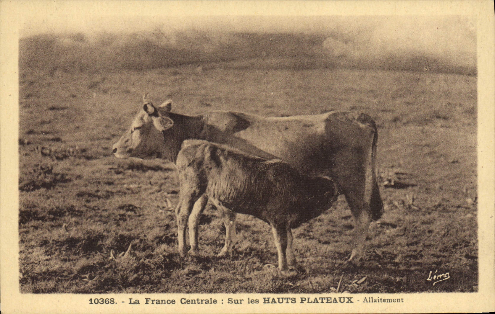 CPA Folklore La France centrale sur les Hauts plateaux Allaitement Vache 