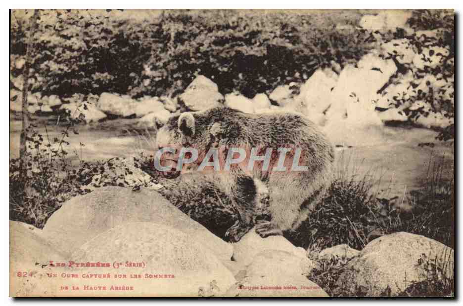 CPA Ours Pyrenees Un ours capture sur les sommets de la Haute Ariege 