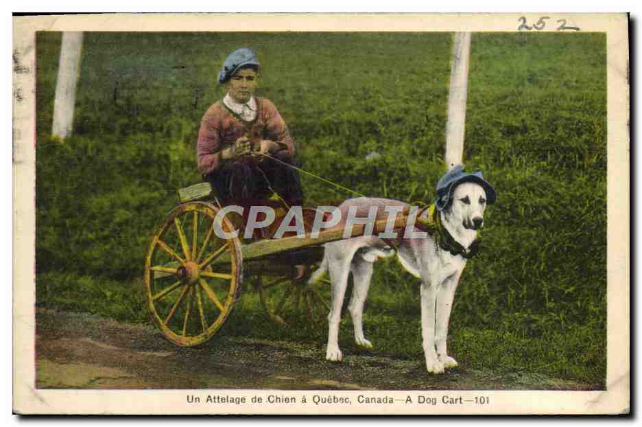 CPA Un attelage de chien a Quebec Canada