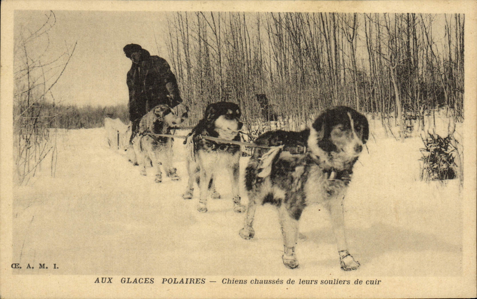 Aux Glaces Polaires — Chiens chaussés de leurs souliers de cuir — C.E. A. M. I.