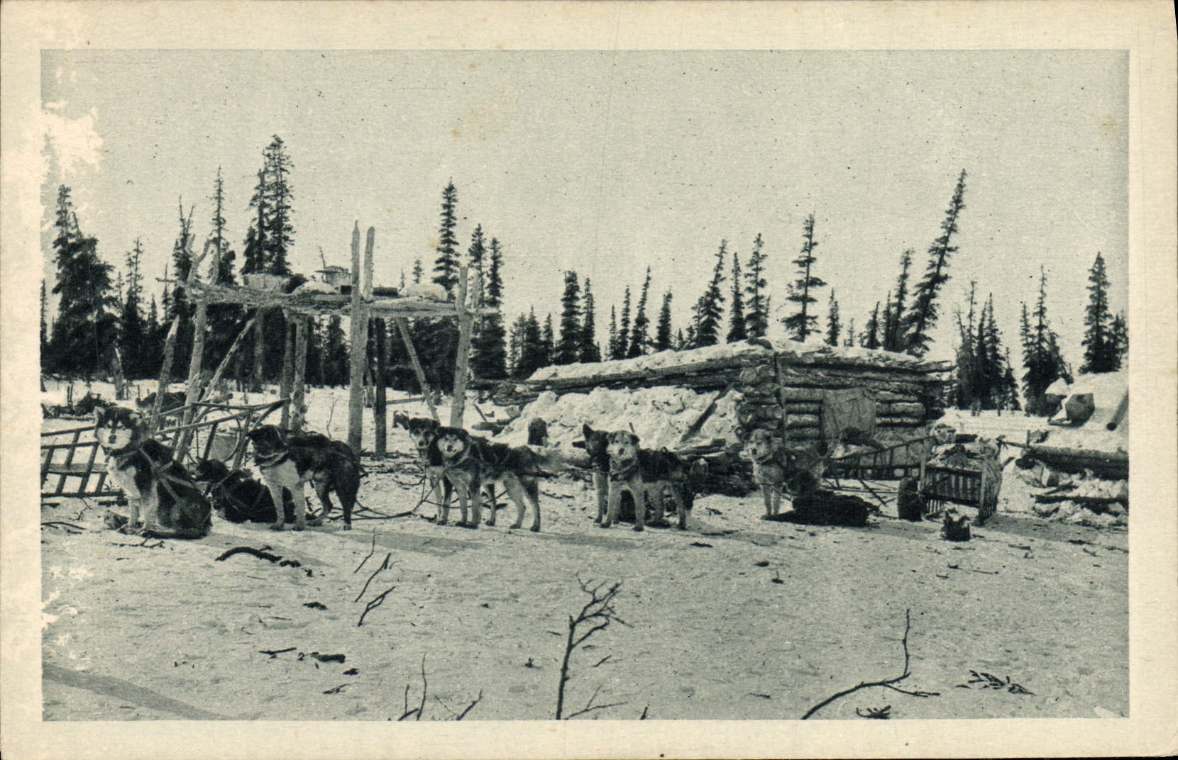 CPA Chien Chiens En voyage sur le cercle arctique Alaska