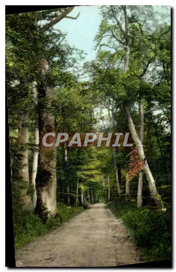 Foresta di Fontainebleau — La Strada della Tillale — Edizione Bellichrome