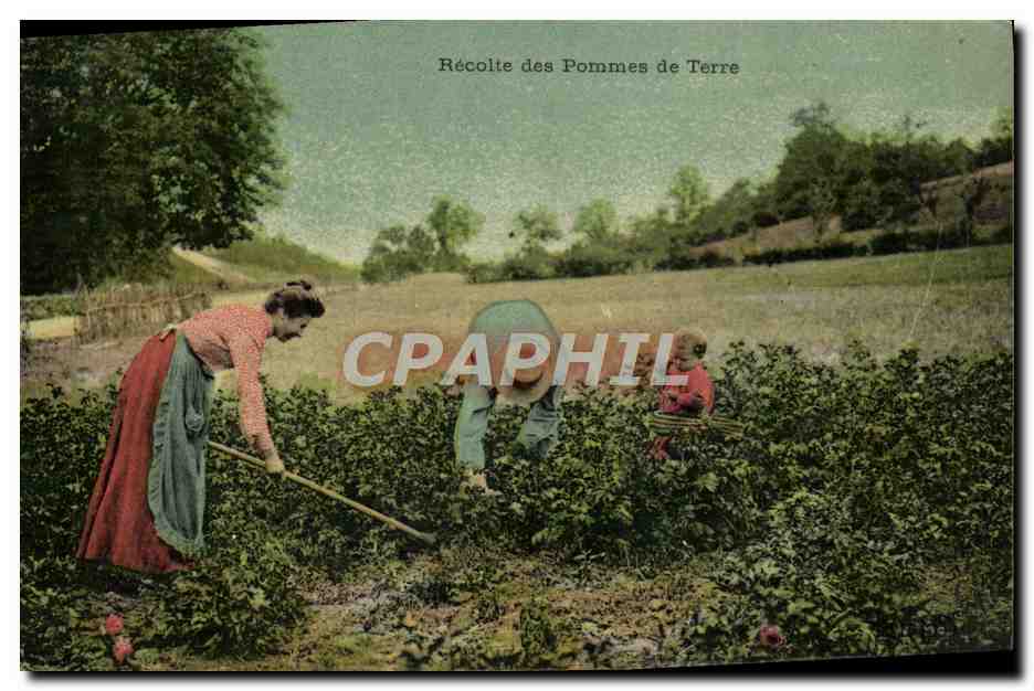 Récolte des Pommes de Terre — scène de campagne — éditeur non identifié