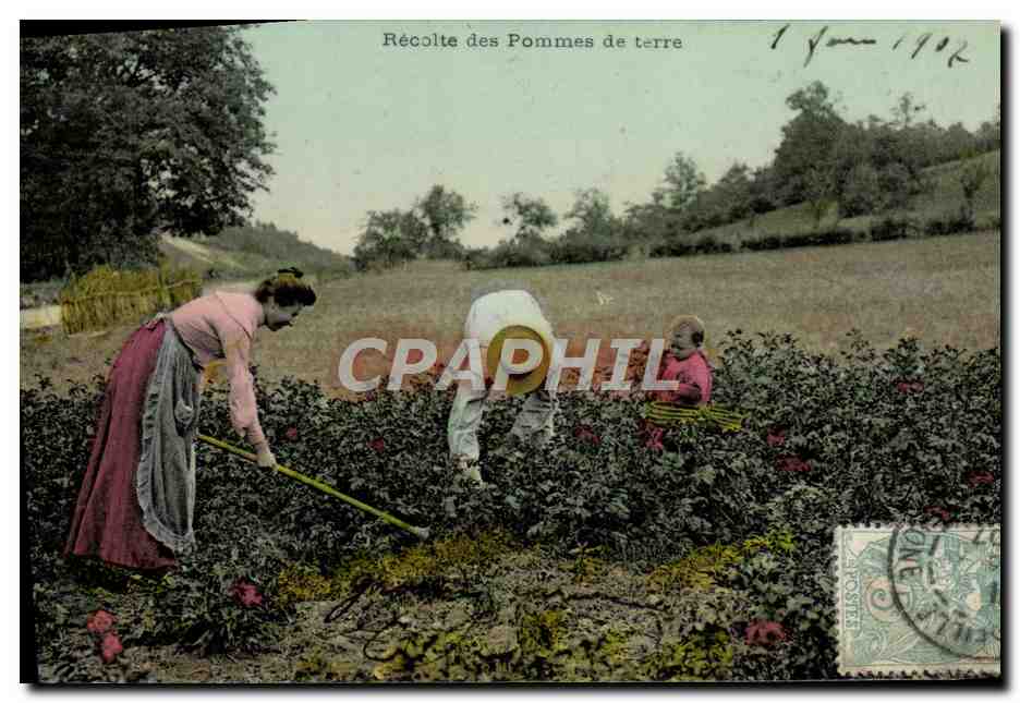 Récolte des Pommes de terre — 1 juin 1902 — éditeur non visible