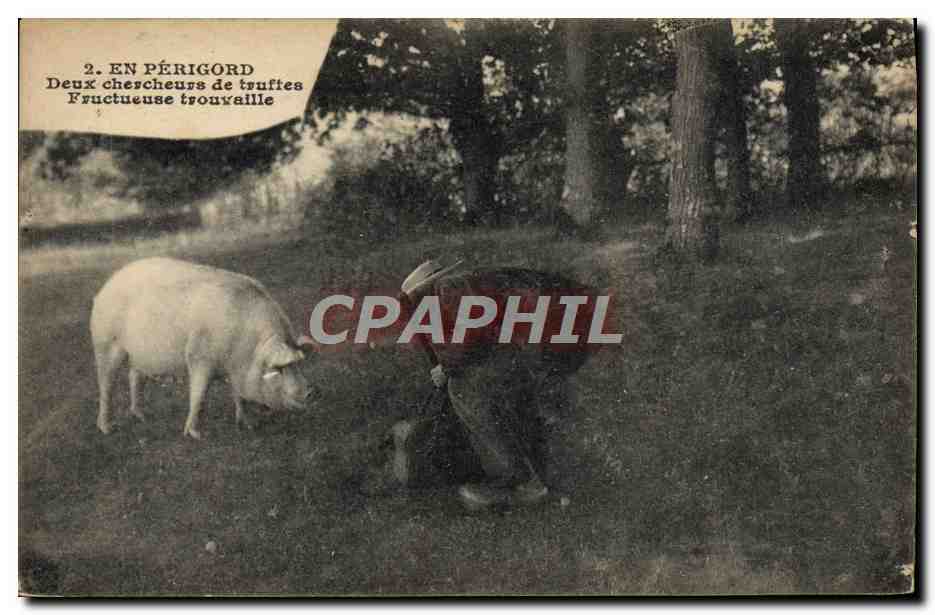 CPA Cochon Porc Folklore en Perigord Deux chercheurs de truffes Fructueuse trouvaille