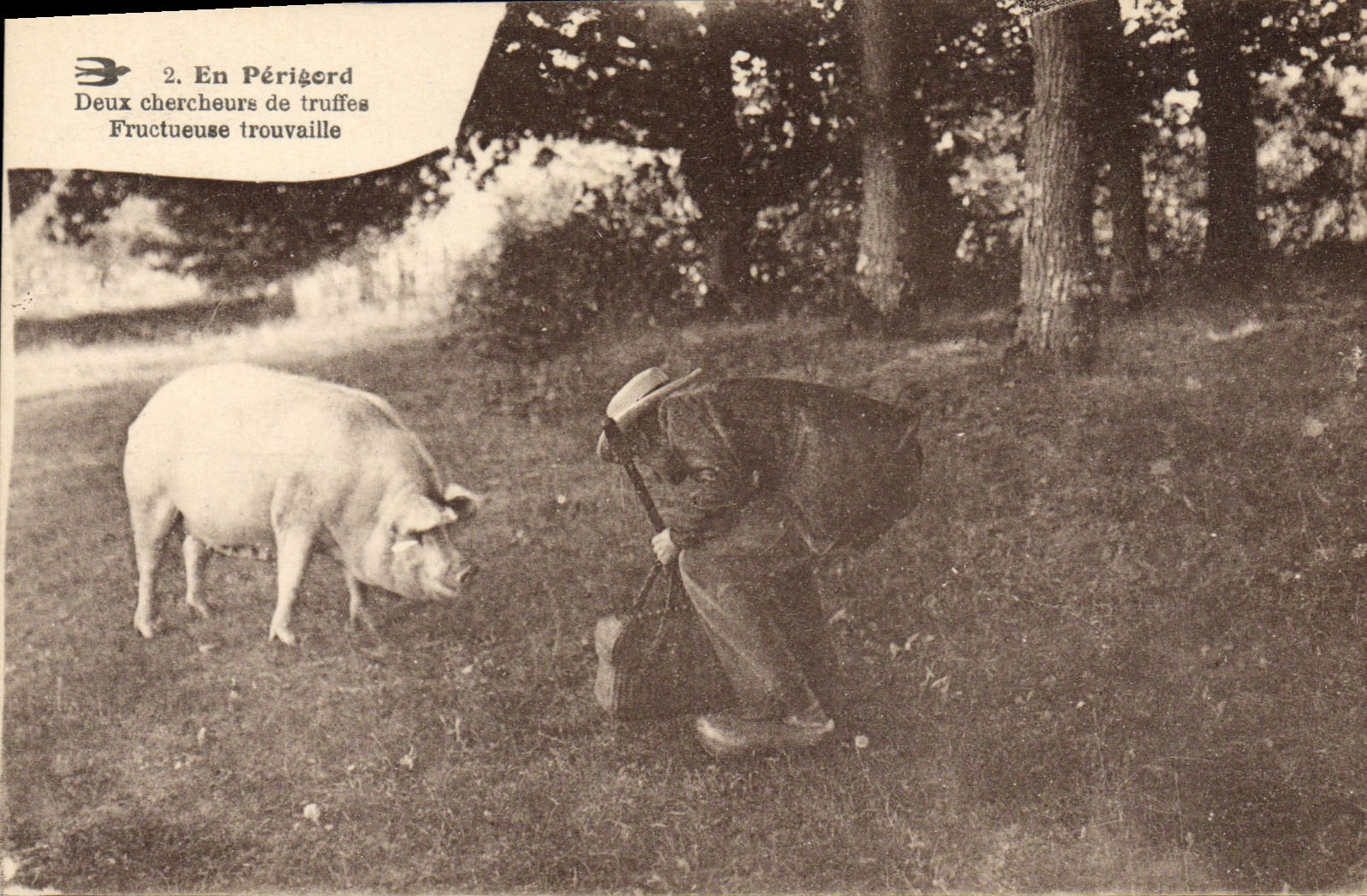 CPA Cochon Porc Folklore en Perigord Deux chercheurs de truffes Fructueuse trouvaille