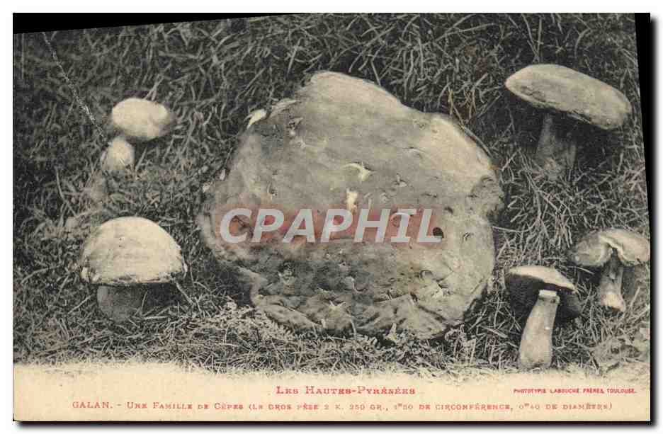 CPA Champignon Champignons Hautes Pyrenees Galan Une famille de cepes 