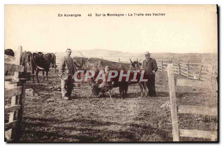 CPA Folklore Auvergne La traite des vaches 