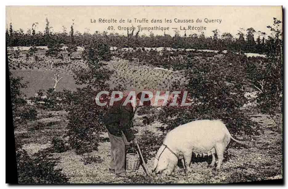 La Récolte de la Truffe dans les Causses du Quercy — Groupe Sympathique — n°49