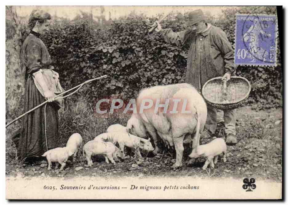 CPA Cochon Porc Folklore La recolte de la truffe Souvenirs d'excursion TOP