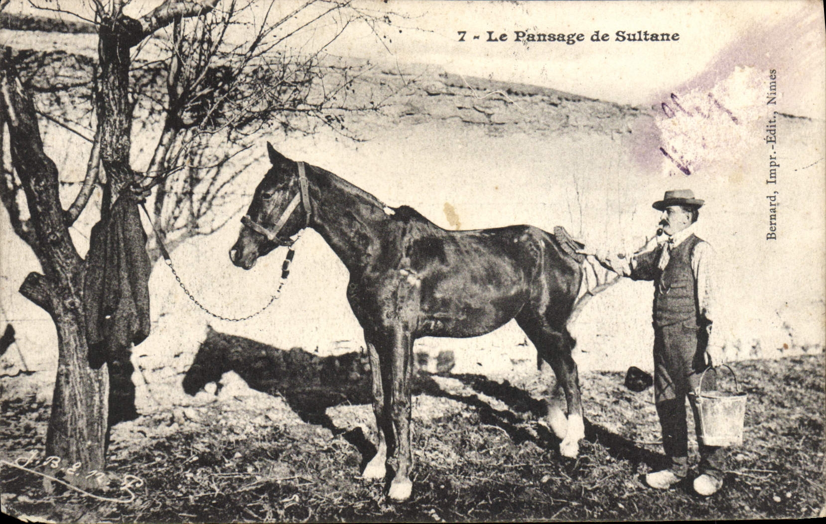 CPA Cheval Equitation Hippisme Pansage de sultane 