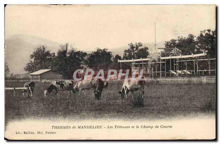 Tarjeta postal antigua Caballo Equitación Hípica Termas de Mandelieu Las tribunas y el campo de carrera Vacas