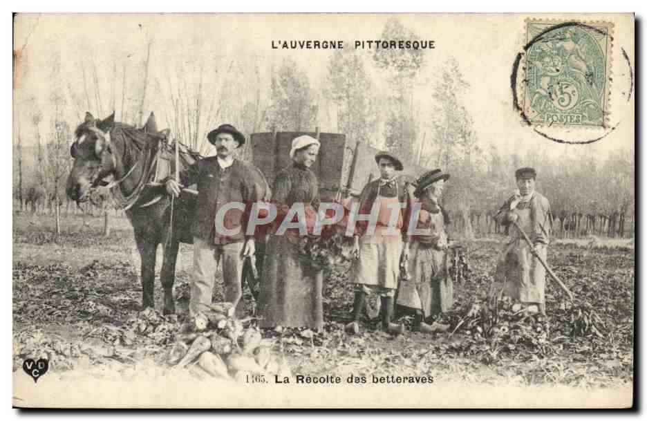 L'Auvergne pittoresque — La Récolte des betteraves — Imprimerie Phototypique de La Havane - Clermont