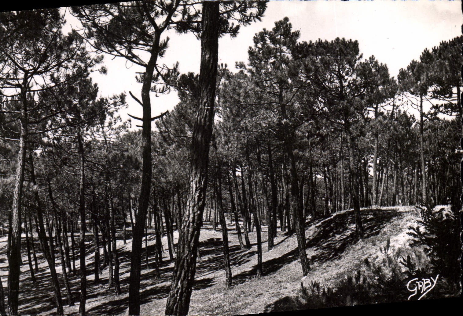 Forêt de Saint-Jean-de-Monts — Vendée — Éditions GABY