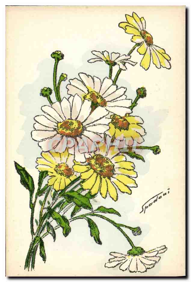 CPA Fantaisie Illustrateur Fleurs Spadoni