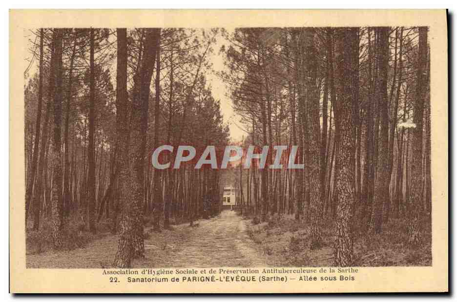 CPA Sanatorium de Parigne L'Eveque Allee sous bois