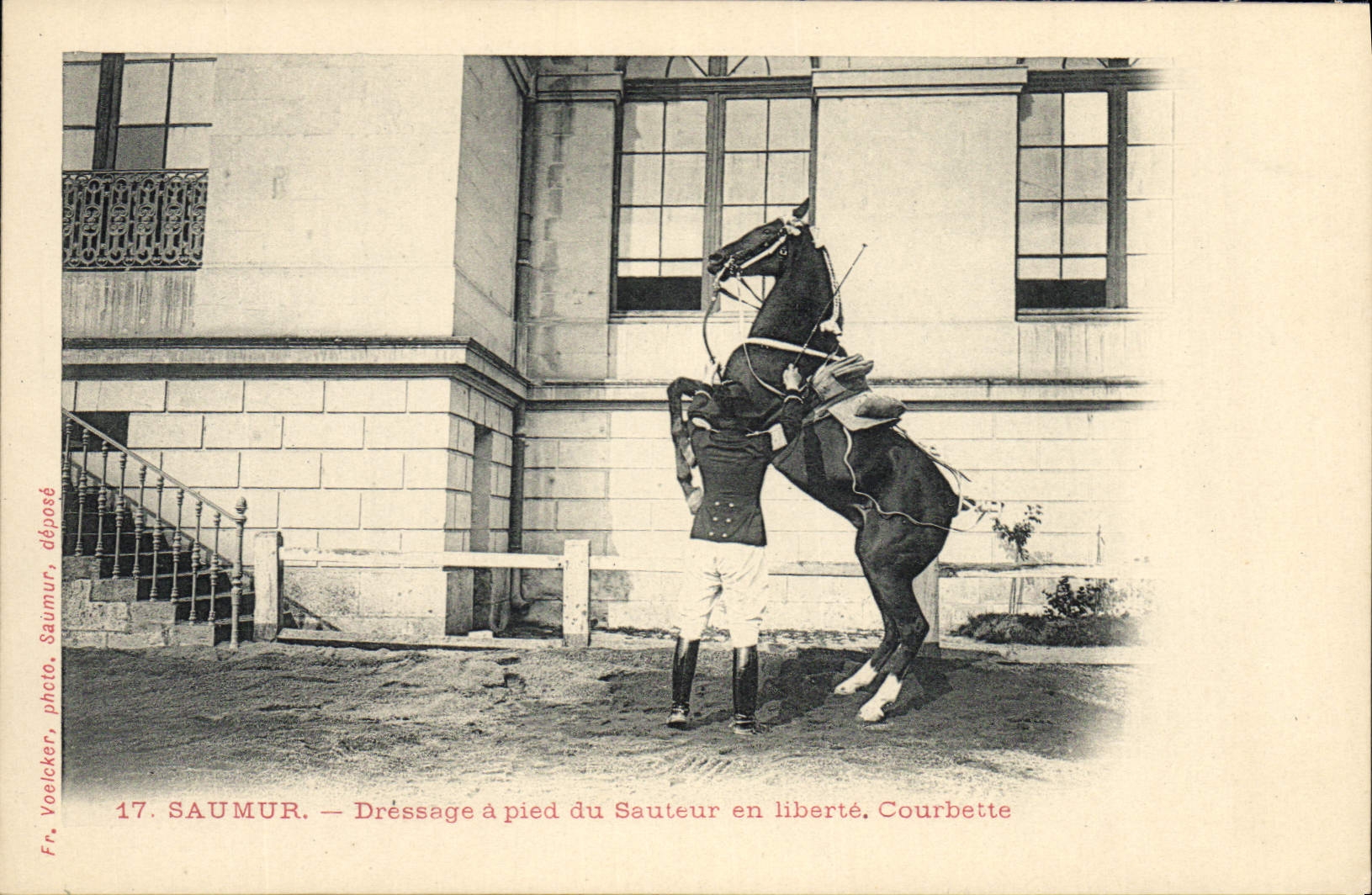 Saumur — Dressage à pied du Sauteurs en liberté. Courbette — Fr. Voelcker, photo, Saumur, dépôté