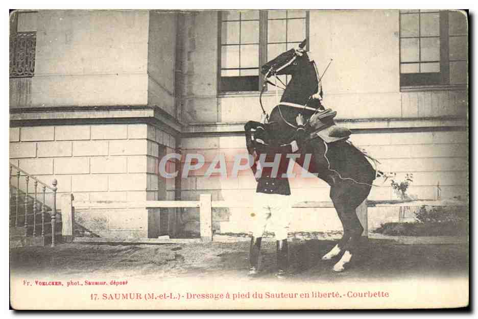 Saumur (M.-et-L.) — Dressage à pied du sauteur en liberté — Courbette — Fr. Vocklcker, phot. Saumur, déposé