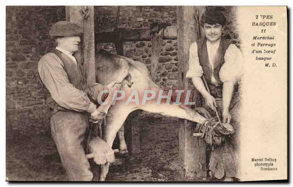 Ferrage d'un bœuf basque — Marcel Delboy phototypie Bordeaux — n°11