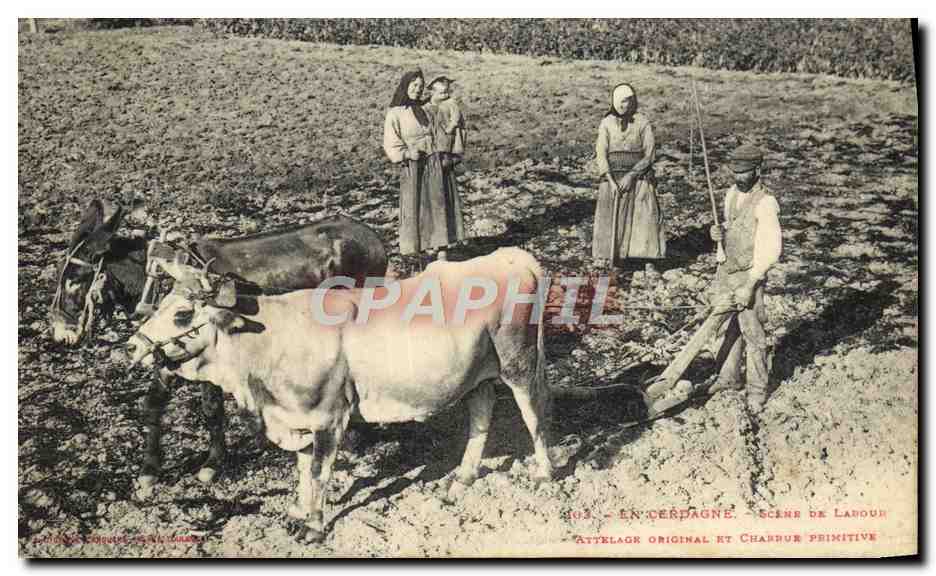 CPA Folklore En Cerdagne Scene de labour Attelage original et charrue primitive Boeufs