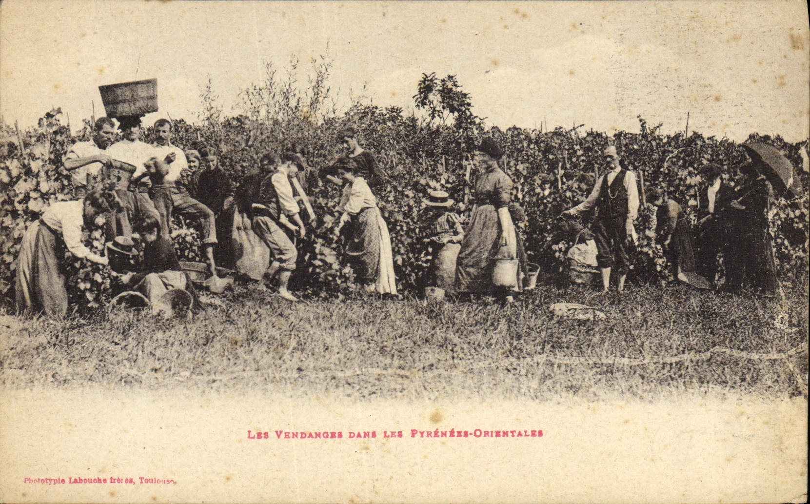 CPA Folklore Les vendanges dans les Pyrenees OrientalesTOP