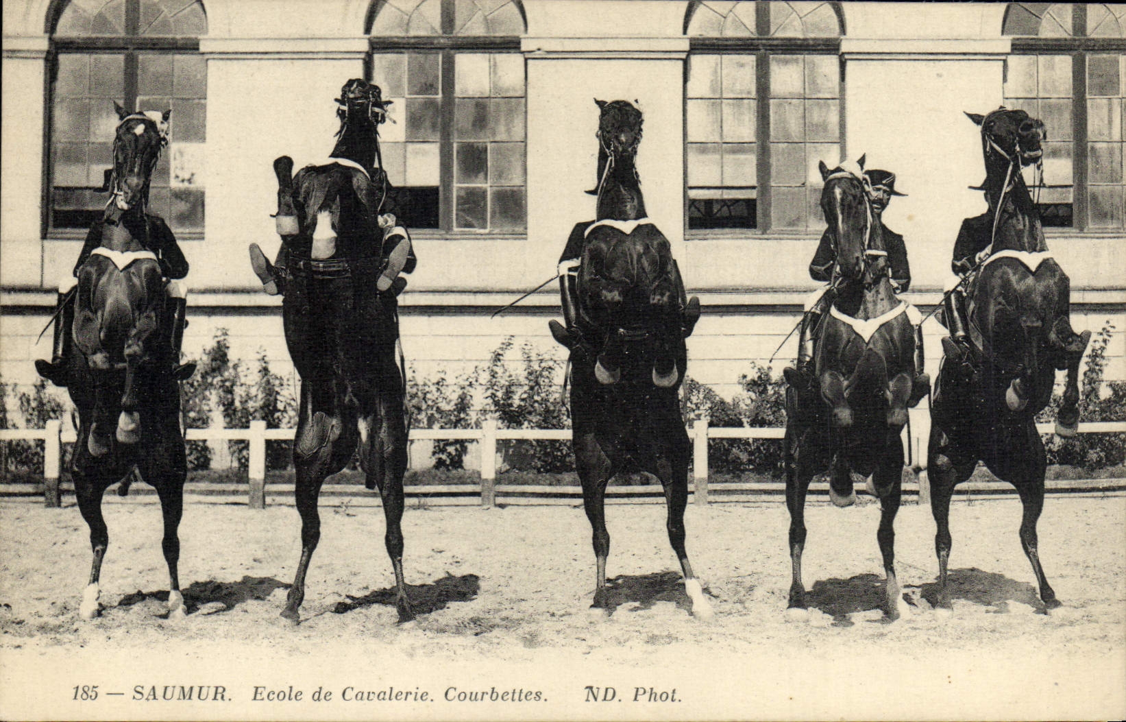 Saumur — École de Cavalerie. Courbettes — ND. Phot. n°185
