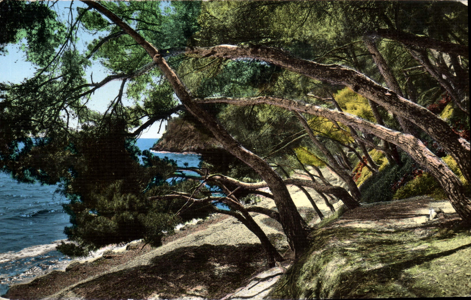 CPA Cote D'Azur Les Pins Penches Et Le Bord De Mer
