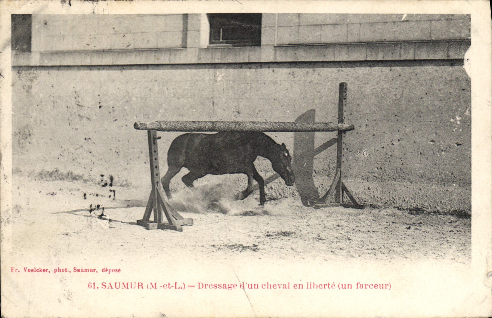 CPA Cheval Hippisme Saumur Dressage d'un cheval en liberte (un farceur)