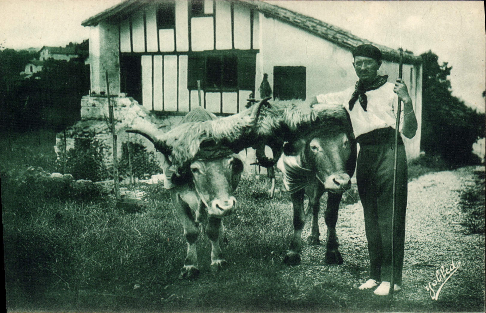 CPA Folklore Guethary Pays basque Les boeufs coiffes