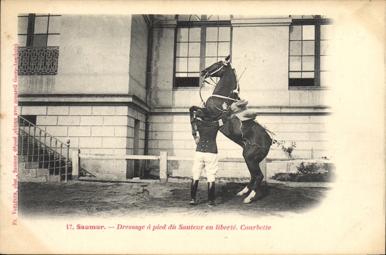 Saumur — Dressage à pied du sauteur en liberté. Courbette — Fr. Voelcken, phot. Saumur, déposé à l'atelier Goertz-Autrech