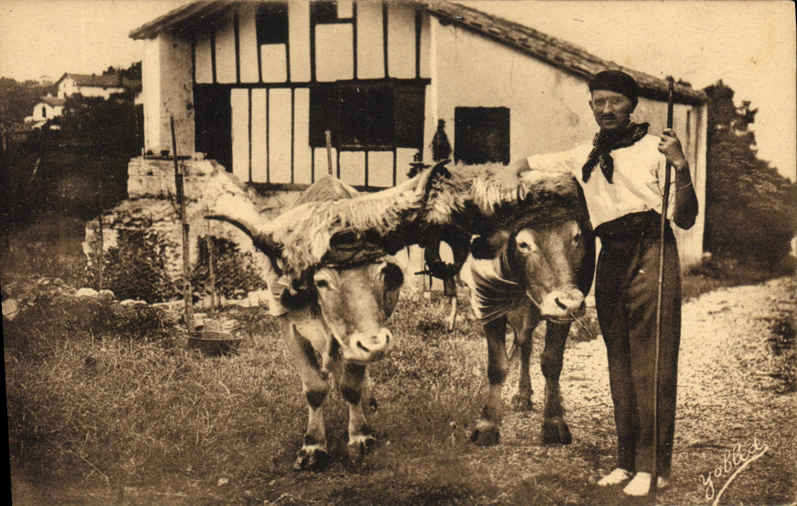CPA Folklore Guethary Pays basque Les boeufs coiffes