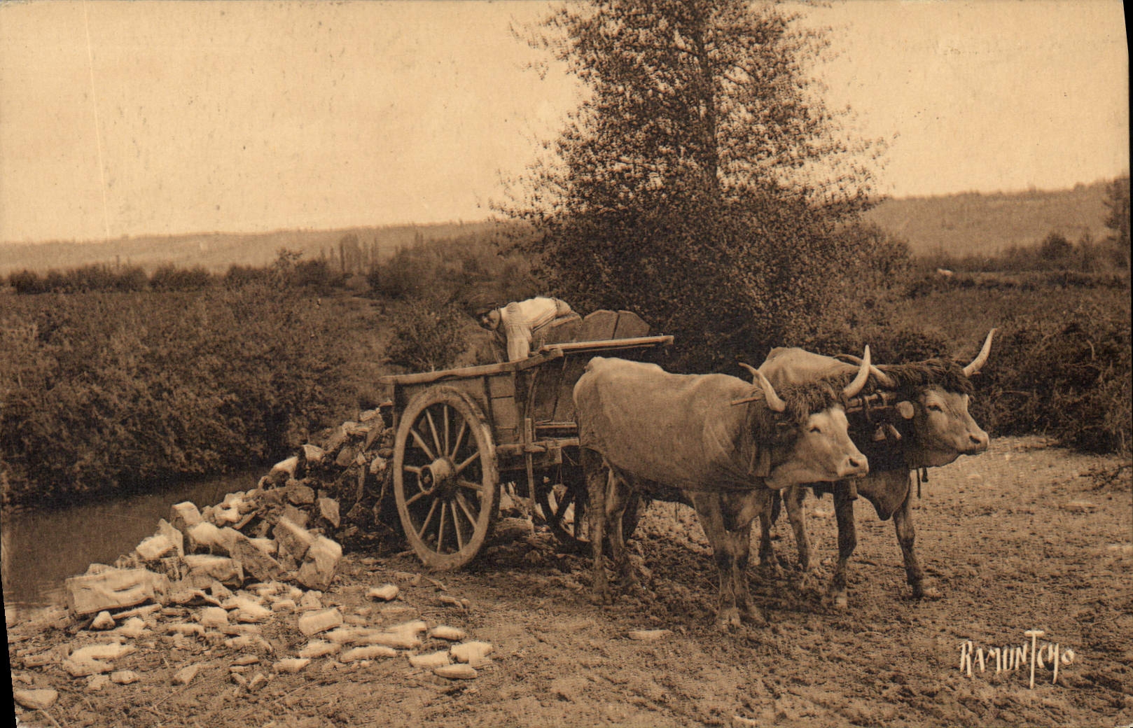 CPA Folklore Attelage basque Boeufs 