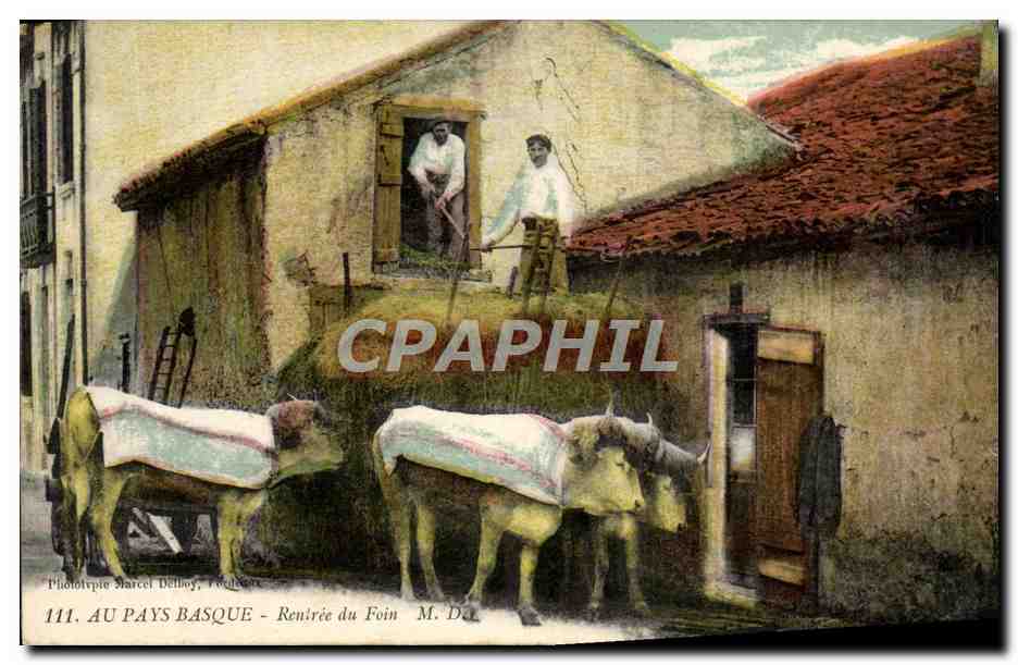 CPA Folklore Au pasy basque Rentree du foin Boeufs 