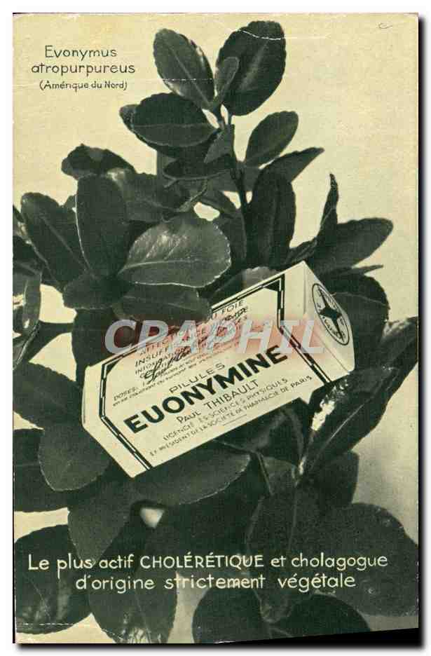 Euonymus atropurpureus — Plante médicinale pour pilules Euonymine — Éditeur : Paul Thibault, Paris